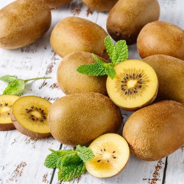 Kiwi Plant Morning Star (female) - Actinidia deliciosa
