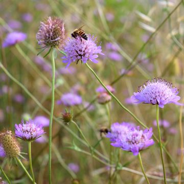 Knautia arvensis