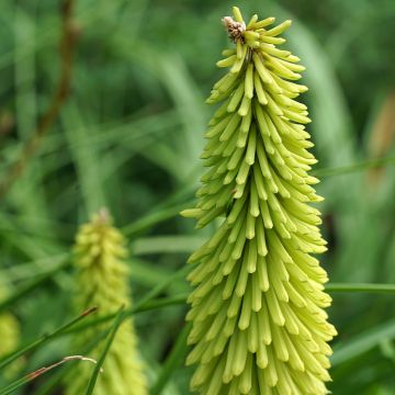 Kniphofia Green Jade - Red Hot Poker