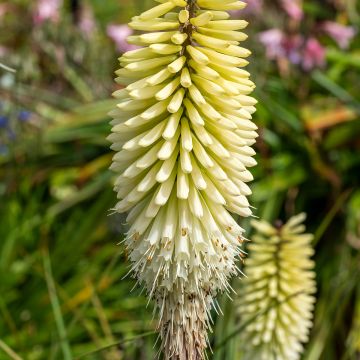 Kniphofia Ice Queen - Red Hot Poker