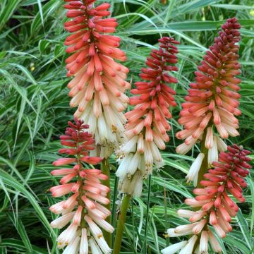 Kniphofia uvaria Orange Vanilla Popsicle - Red Hot Poker