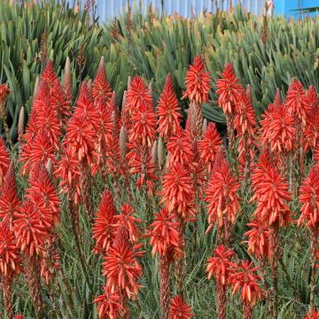 Kniphofia Red Rocket - Red Hot Poker