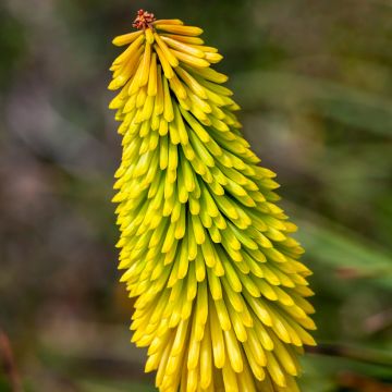 Kniphofia Wrexham Buttercup - Tritoma Wrexham Buttercup