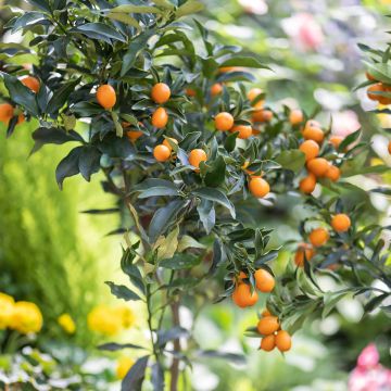 Kumquat Fukushu - Fortunella obovata