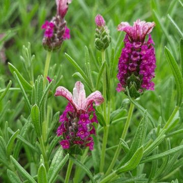 Lavandula stoechas Magical Posy Pink - French Lavender