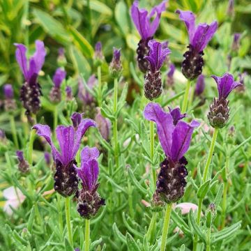 Lavandula stoechas Magical Posy Purple - French Lavender
