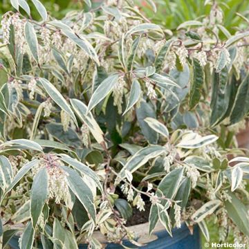 Leucothoe fontanesiana (catesbaei) Whitewater
