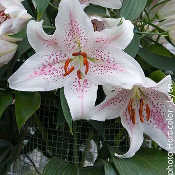 Lilium Extravaganza - Lily