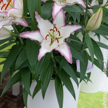 Lilium Hotline