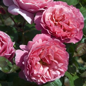 Rosa 'Line Renaud' - Standard Rose