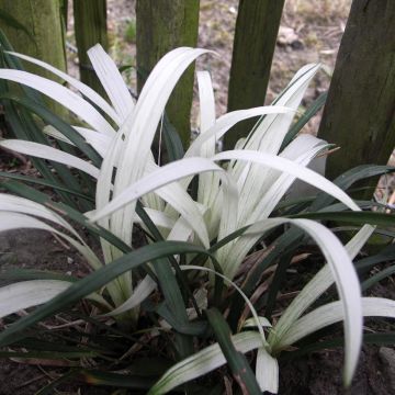 Liriope muscari Okina - Lily turf
