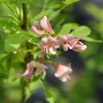 +Laburnocytisus adamii 
