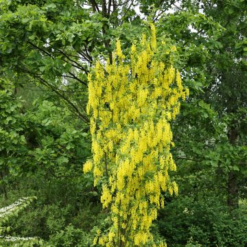 Laburnum anagyroides Yellow Rocket