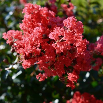 Lagerstroemia indica Play It Again Double Feature - Crape Myrtle