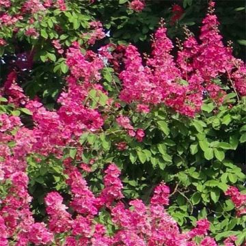 Lagerstroemia indica Rose Fuchsia - Crape Myrtle