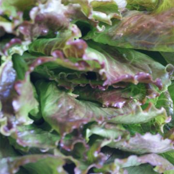 Batavia Lettuce Gloire du Dauphiné - Lactuca sativa