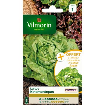 Butterhead Lettuce Kinemontepas + sample Lettuce Sagess - Vilmorin Seeds