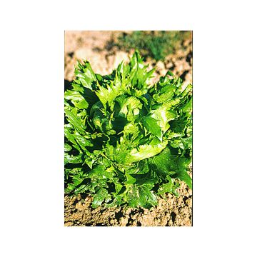 Batavia Lettuce Reine des Glaces - Lactuca sativa