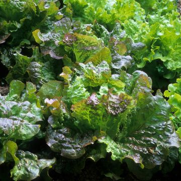 Batavia Lettuce Rouge Grenobloise - Lactuca sativa
