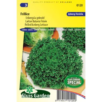 Curly Batavia Lettuce Frillice - Lactuca sativa