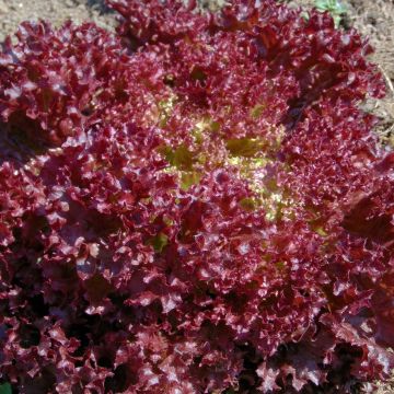 Lettuce Lollo rouge Concorde - Lactuca sativa