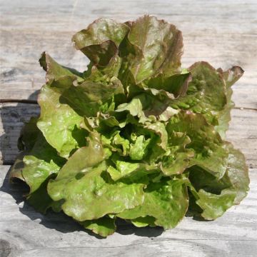 Butterhead Lettuce Monte à Peine - Ferme de Sainte Marthe untreated seeds - Lactuca sativa