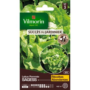Butterhead Lettuce Sagess - Vilmorin Seeds creation