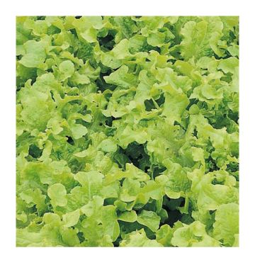 Oak Leaf Lettuce Blonde à graine noire - Lactuca sativa