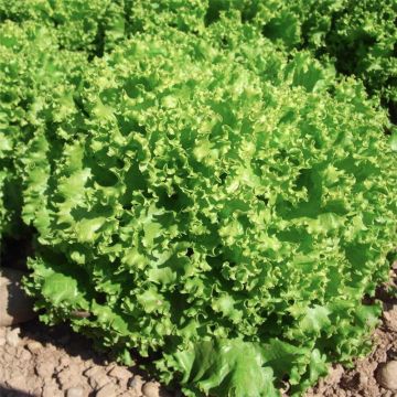 Organic Lettuce Lollo Bionda - Ferme de Sainte Marthe seeds - Lactuca sativa