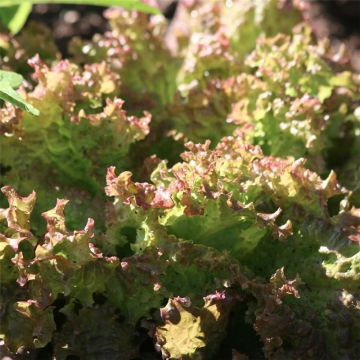 Loose leaf Lettuce Lollo Rossa - Ferme de Sainte Marthe seeds