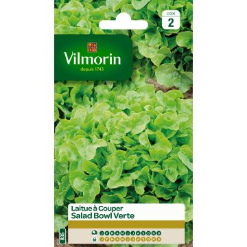 Loose leaf Lettuce Green Salad Bowl - Vilmorin seeds