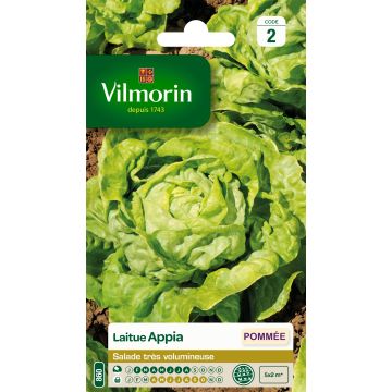 Butterhead lettuce Appia - Vilmorin seeds