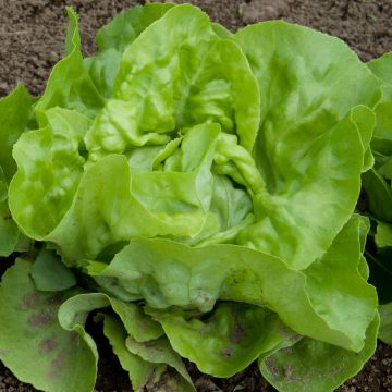 Butterhead Lettuce Grand-mère à feuilles rouges - Lactuca sativa