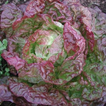 Butterhead Lettuce Merveille des 4 saisons plants - Lactuca sativa