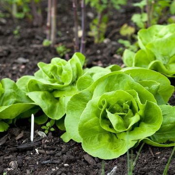 Butterhead Lettuce Reine de Mai - Lactuca sativa