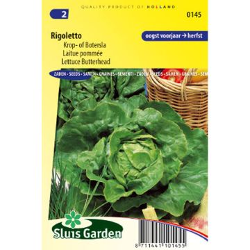 Butterhead Lettuce Rigoletto - Lactuca sativa