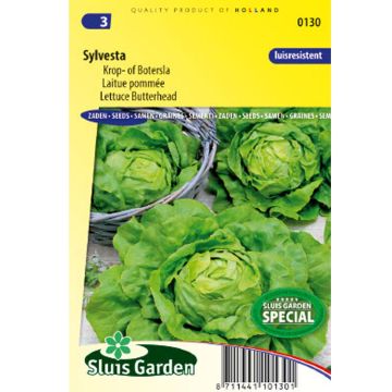 Butterhead Lettuce Sylvesta - Lactuca sativa