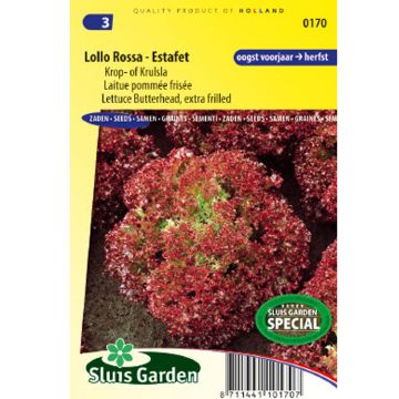 Lettuce Lollo Rossa Estafet - Lactuca sativa