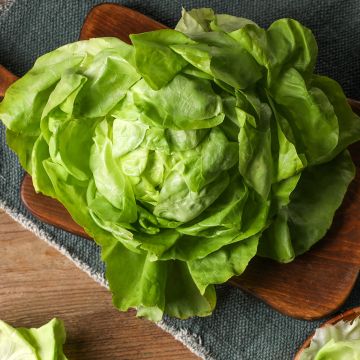 Butterhead Lettuce Du Bon Jardinier - Lactuca sativa