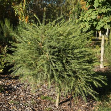 Larix decidua Compacta