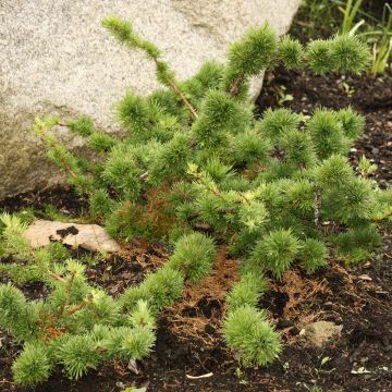 Larix decidua Krejča Mutation  - European Larch