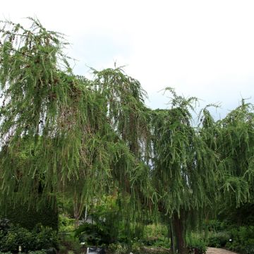 Larix decidua Pendula