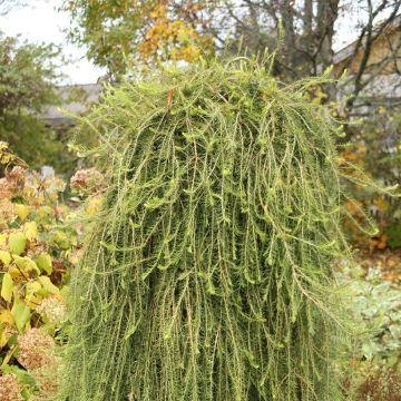 Larix decidua Puli - European Larch