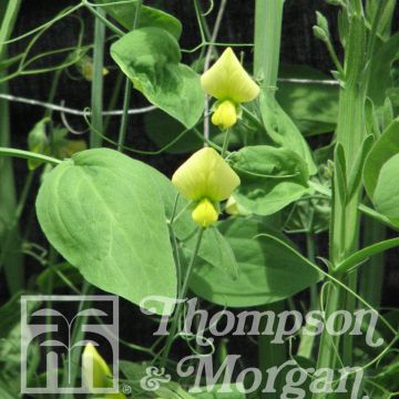 Lemonade Sweet Pea seeds - Lathyrus chloranthus