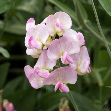 Lathyrus latifolius Pink Pearl - Broadleaf Sweetpea