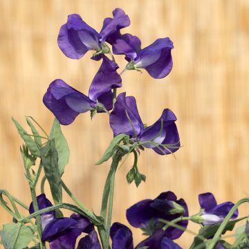 Lathyrus odoratus King Size Navy Blue - Sweet Pea Seeds