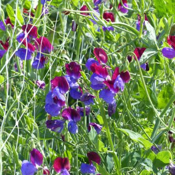 Pois de senteur Cupani - Lathyrus odoratus grandiflora