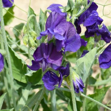 Lathyrus odoratus Flagship - Sweet Pea Seeds