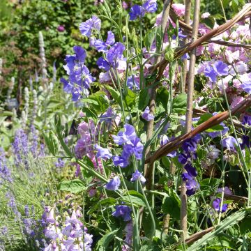 Lathyrus odoratus Capri - Sweet Pea Seeds