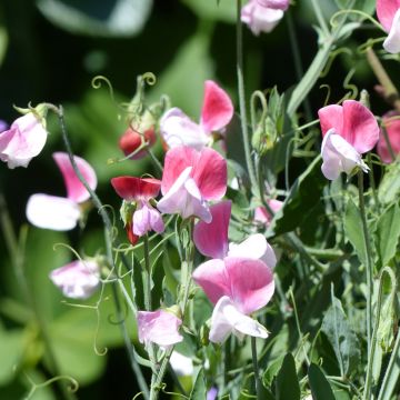 Pois de senteur nain Cupid Pink - Lathyrus odoratus